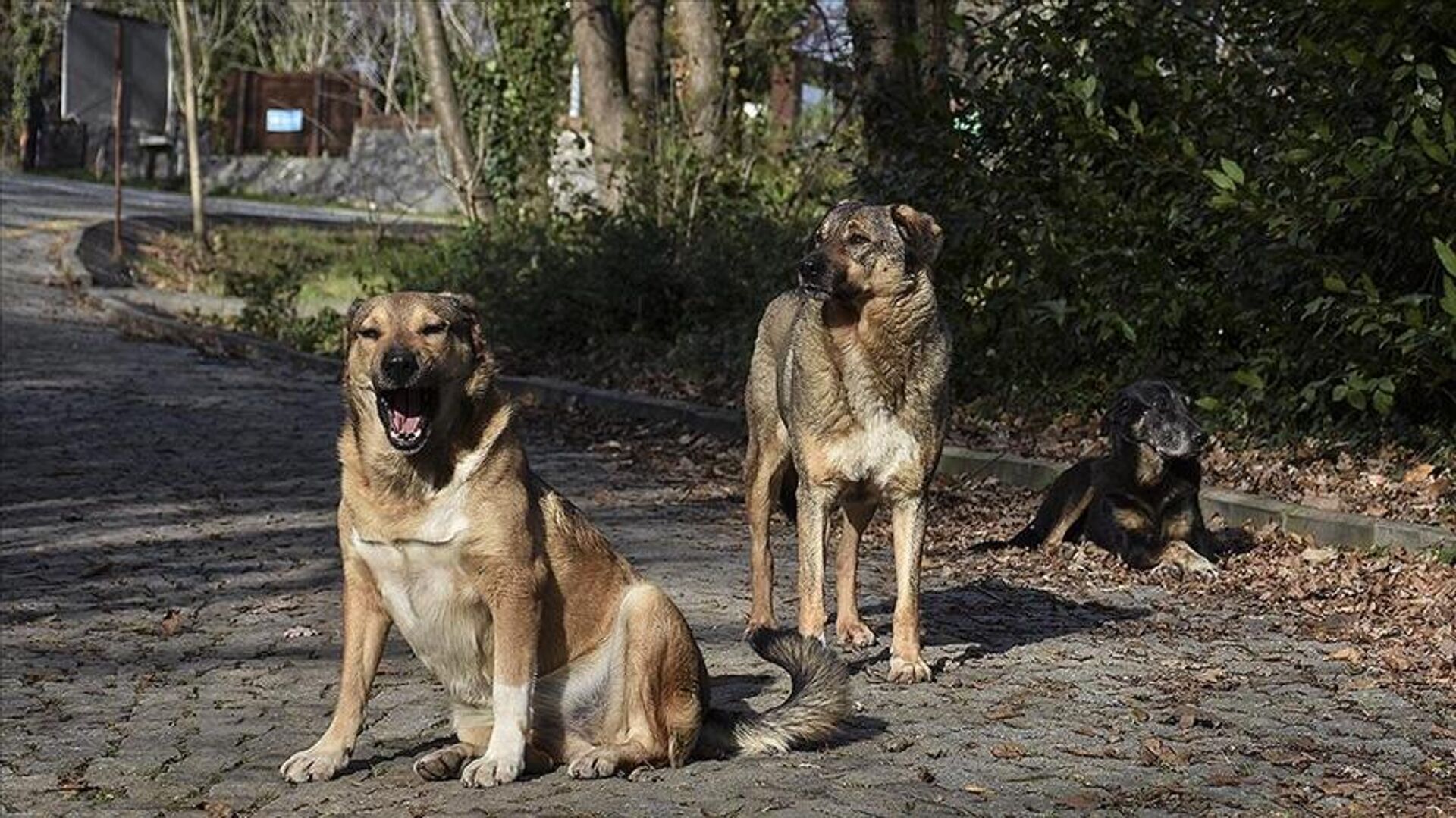 Zincirsiz köpek için 2 milyon lira tazminat ödeyecek